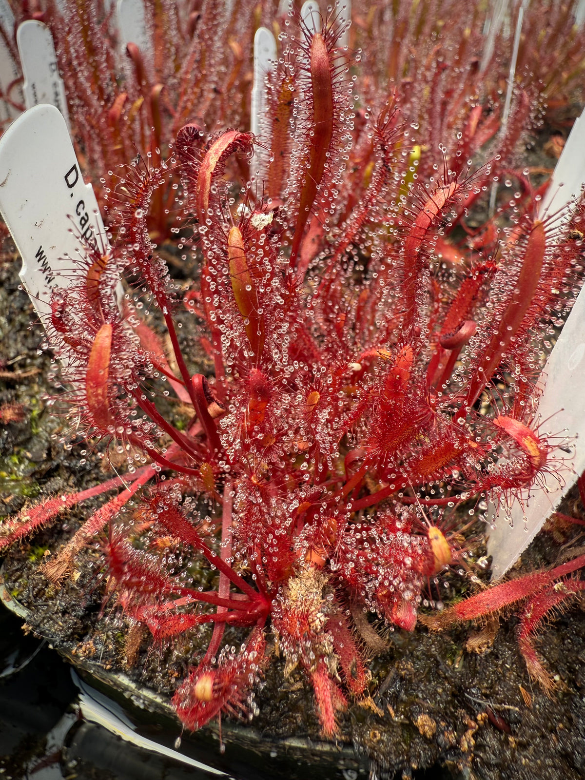 Close-up of a red sundew plant with drooping flowers on a dark background.