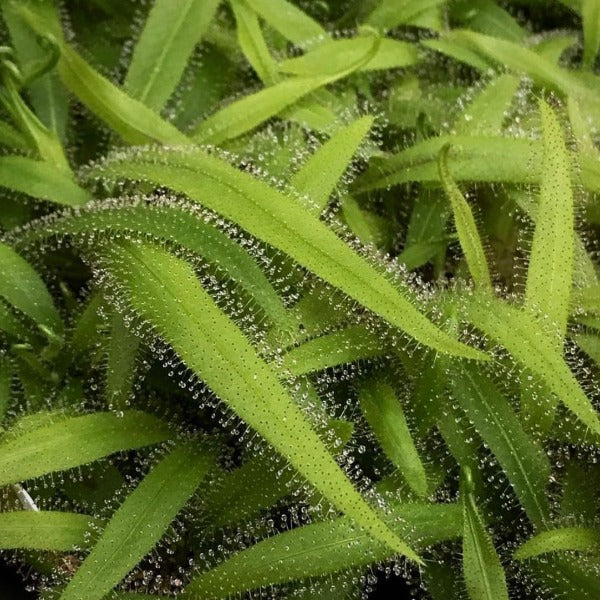 Many long green leaves of drosera adelae covered in sticky dew