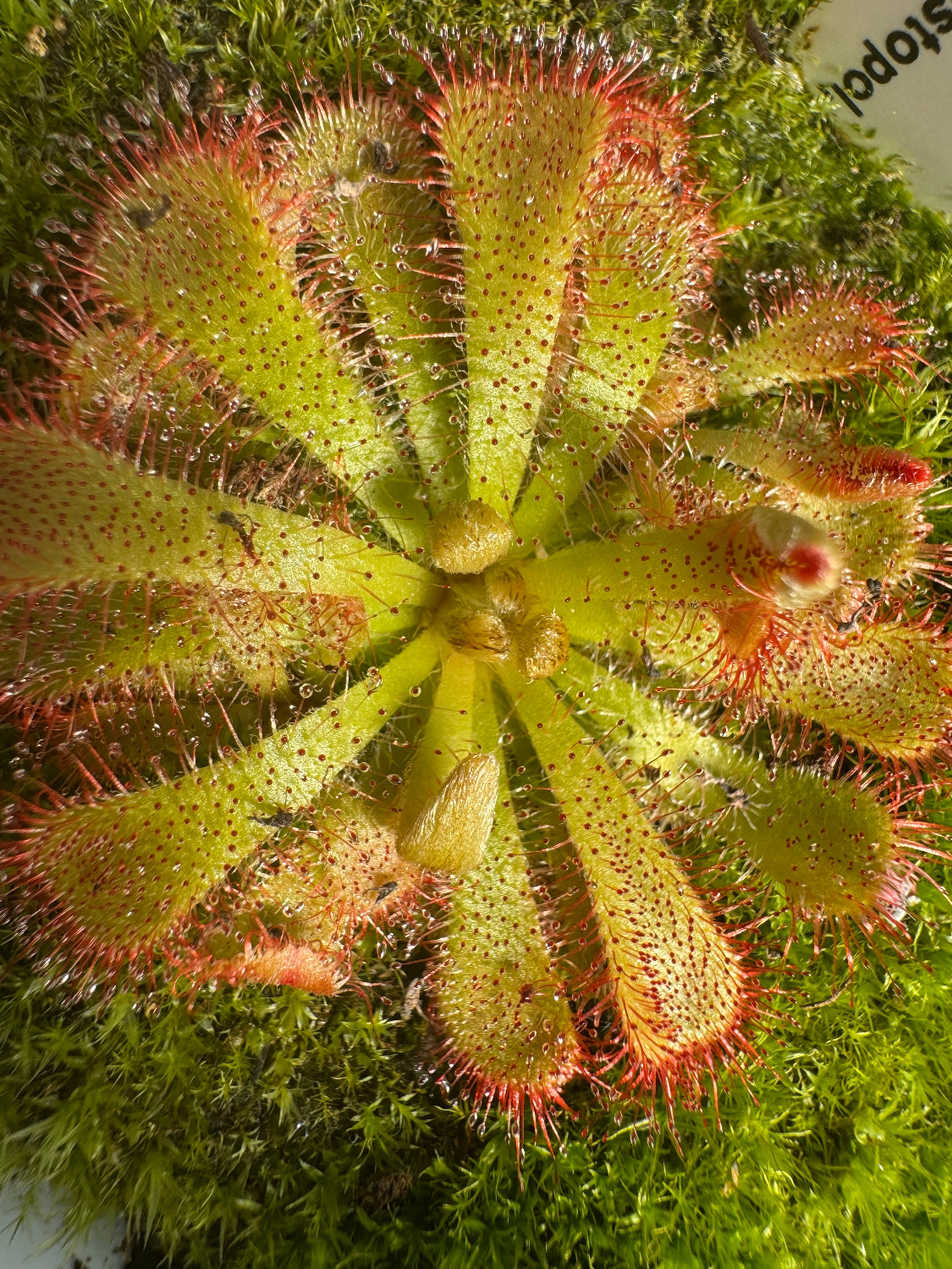 Drosera aliciae sundew