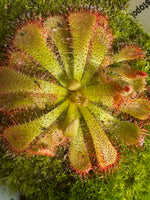 Drosera aliciae sundew