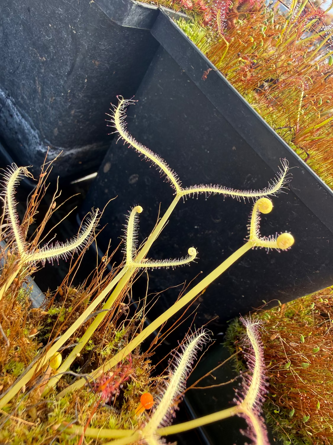 Drosera binata Ghost Sundew