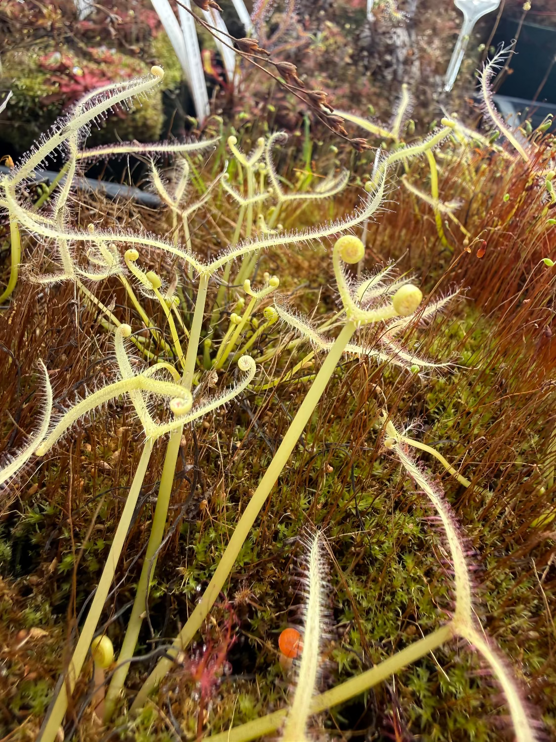 Drosera binata Ghost Sundew