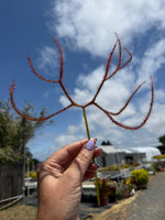 Drosera binata Octopus Sundew