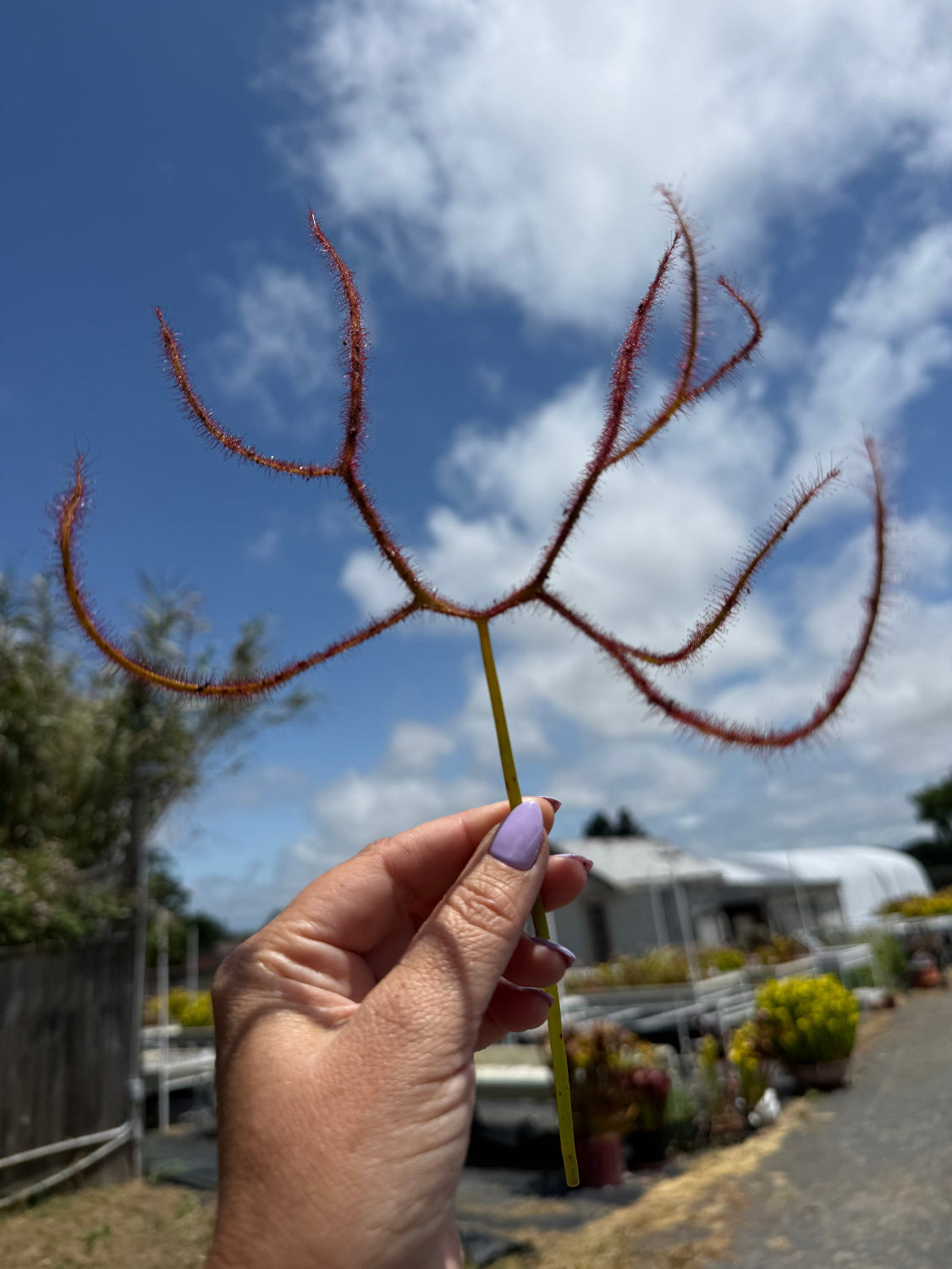 Drosera binata Octopus Sundew