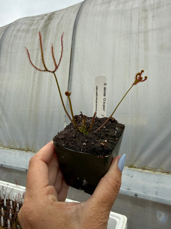 Drosera binata Octopus Sundew