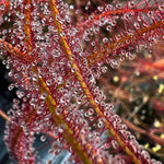 Close-up of Drosera binata sundew with red and yellow leaves covered in sticky dew droplets.