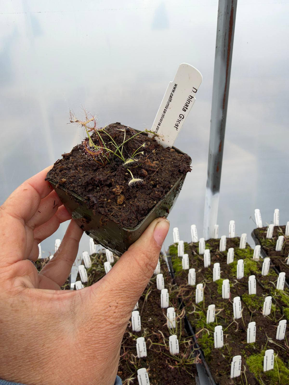 A hand hold a small white drosera growing in a pot