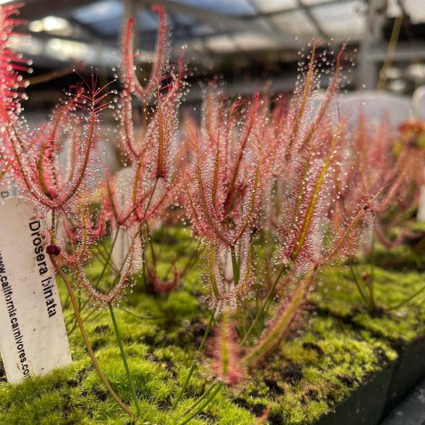 Cluster of red dewy forked leaves growing out of pots