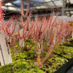 Cluster of red dewy forked leaves growing out of pots