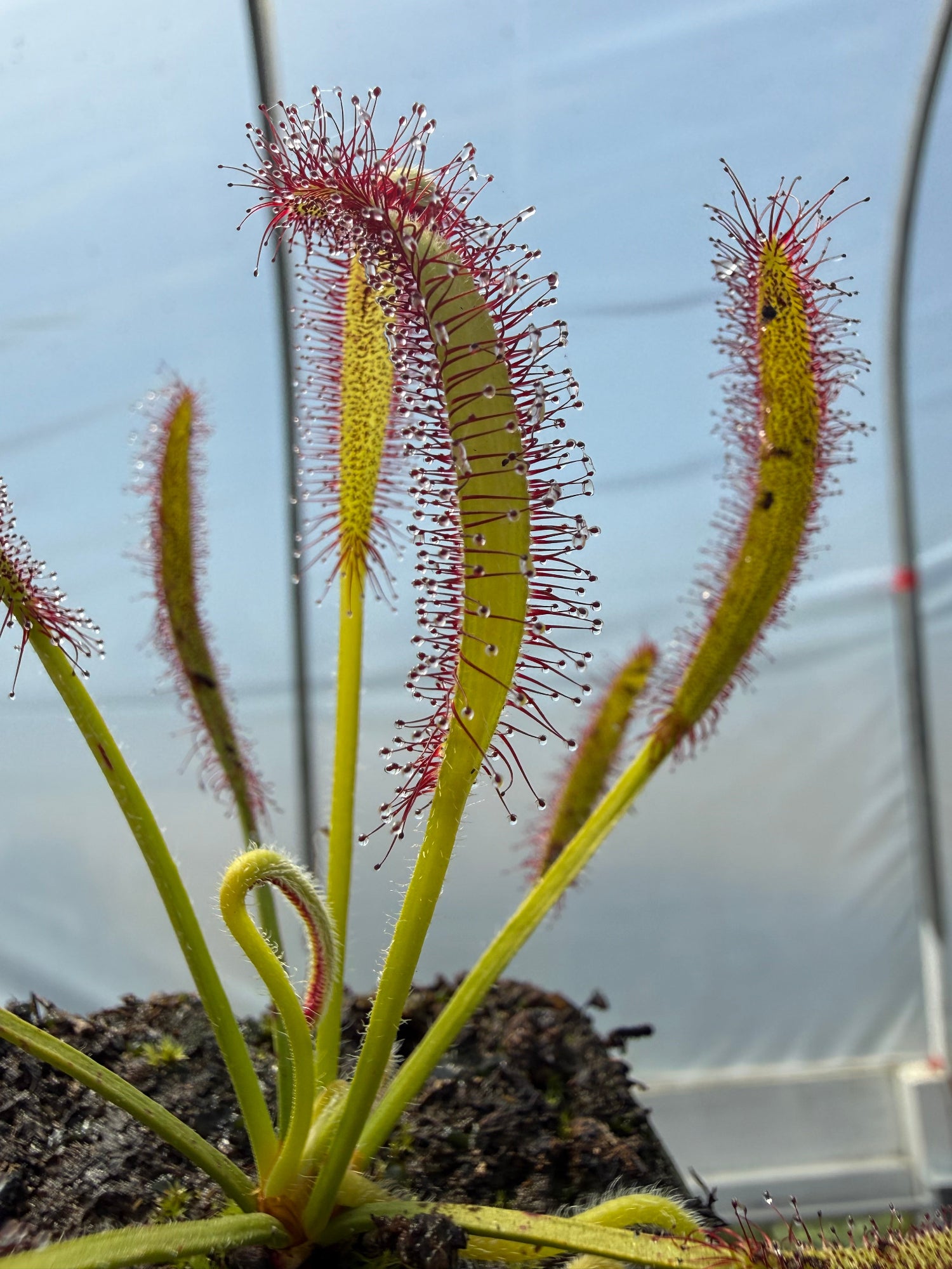 Drosera capensis “Betty’s Bay, RSA”