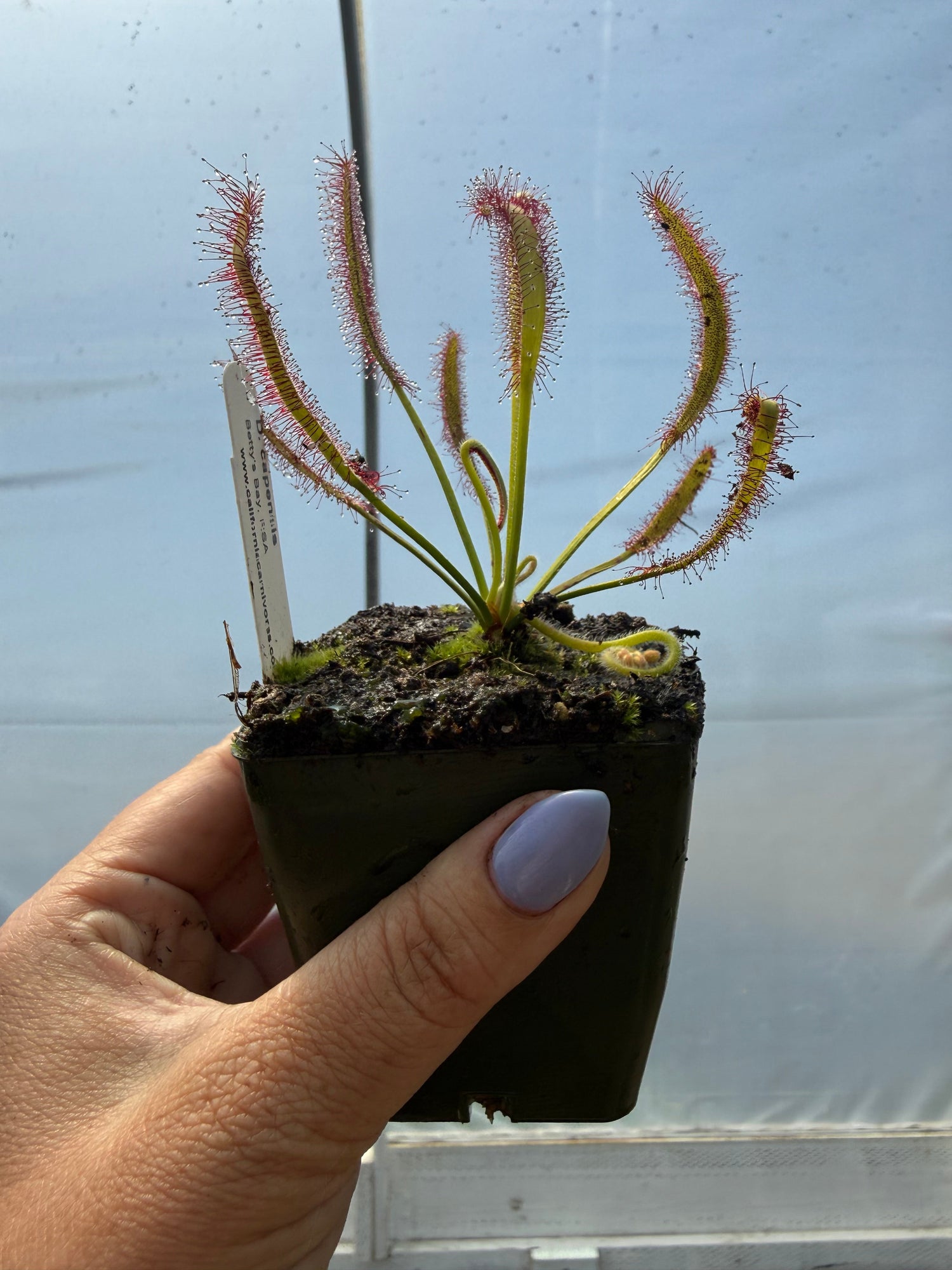 Drosera capensis “Betty’s Bay, RSA”