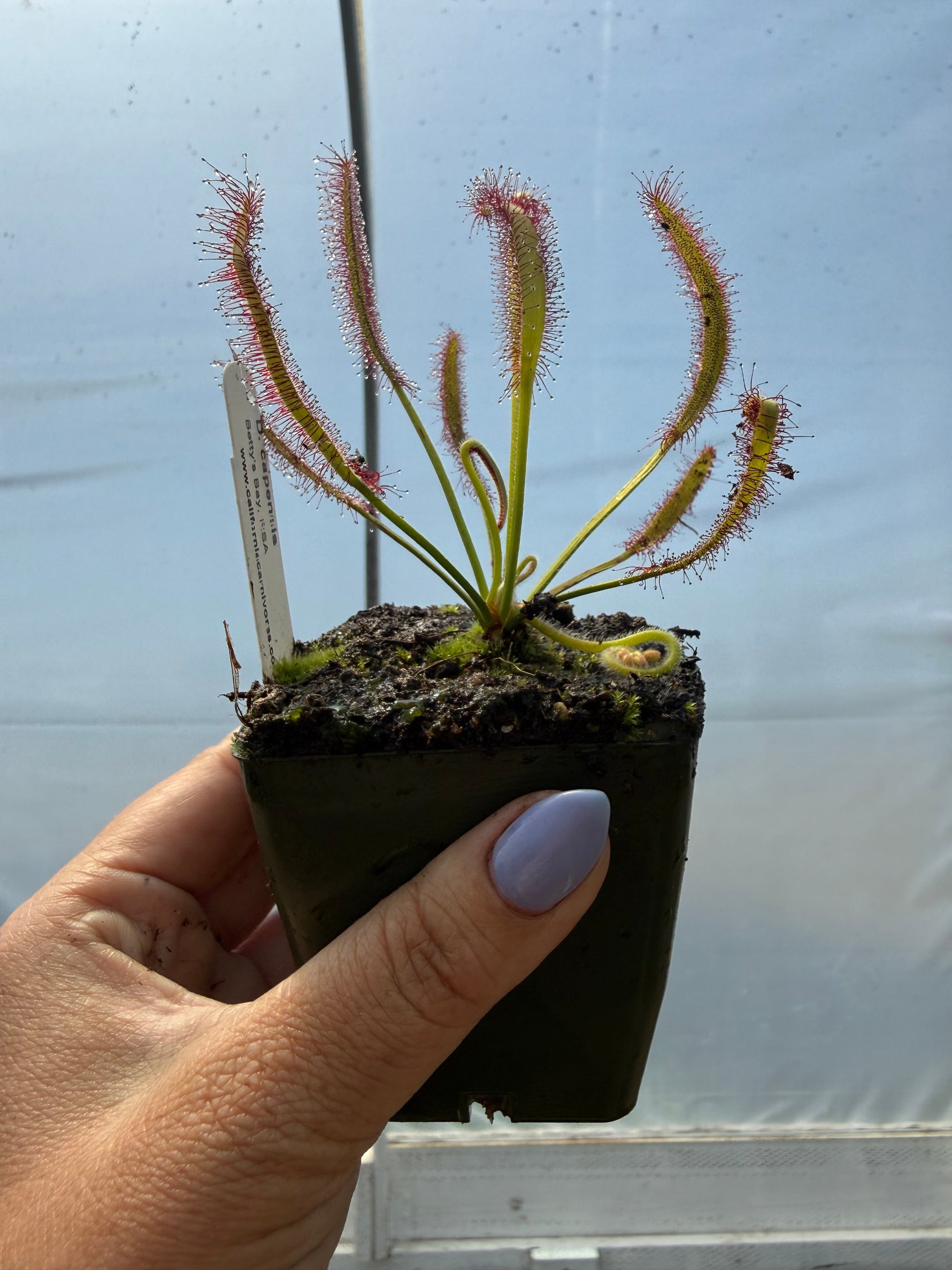 Drosera capensis “Betty’s Bay, RSA”