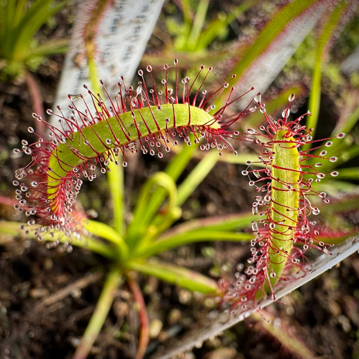 Drosera capensis Giant Form, Vogelgraat, RSA sundew