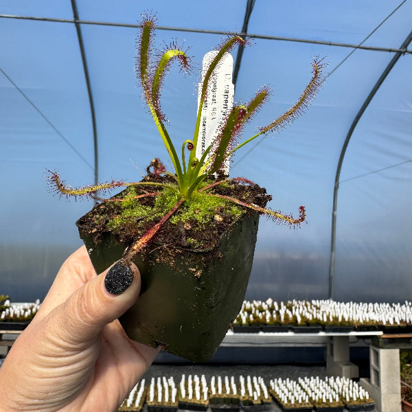 Drosera capensis Giant Form, Vogelgraat, RSA sundew