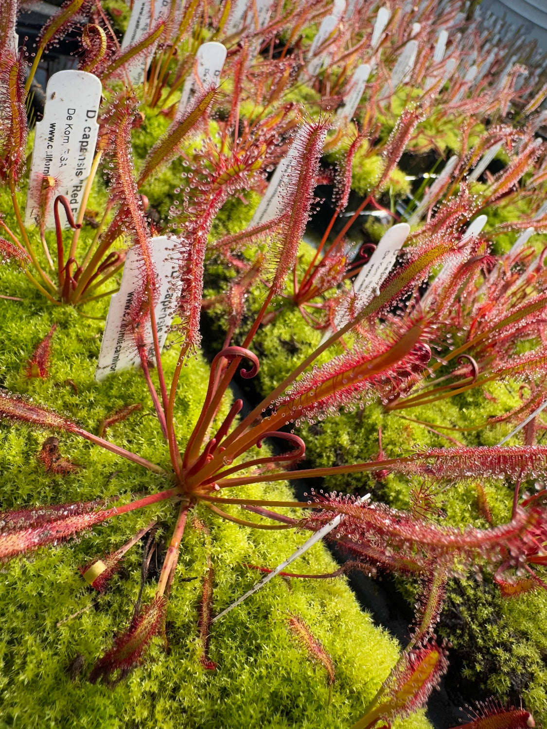 Drosera capensis Red Form, De Kom, RSA sundew