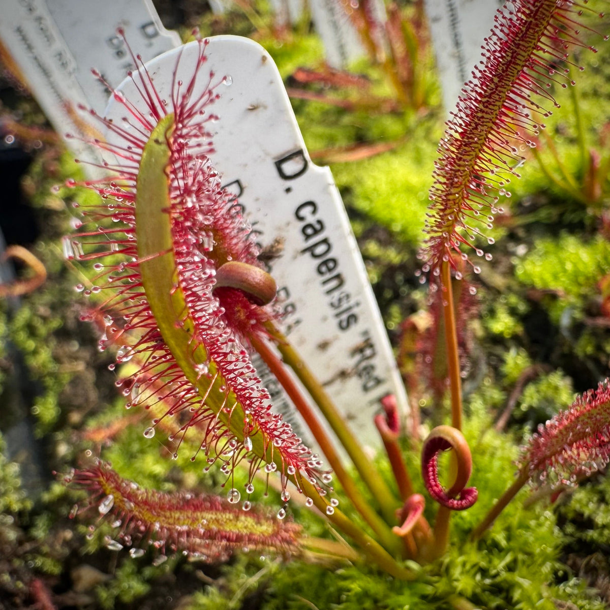 Drosera capensis Red Form, De Kom, RSA sundew