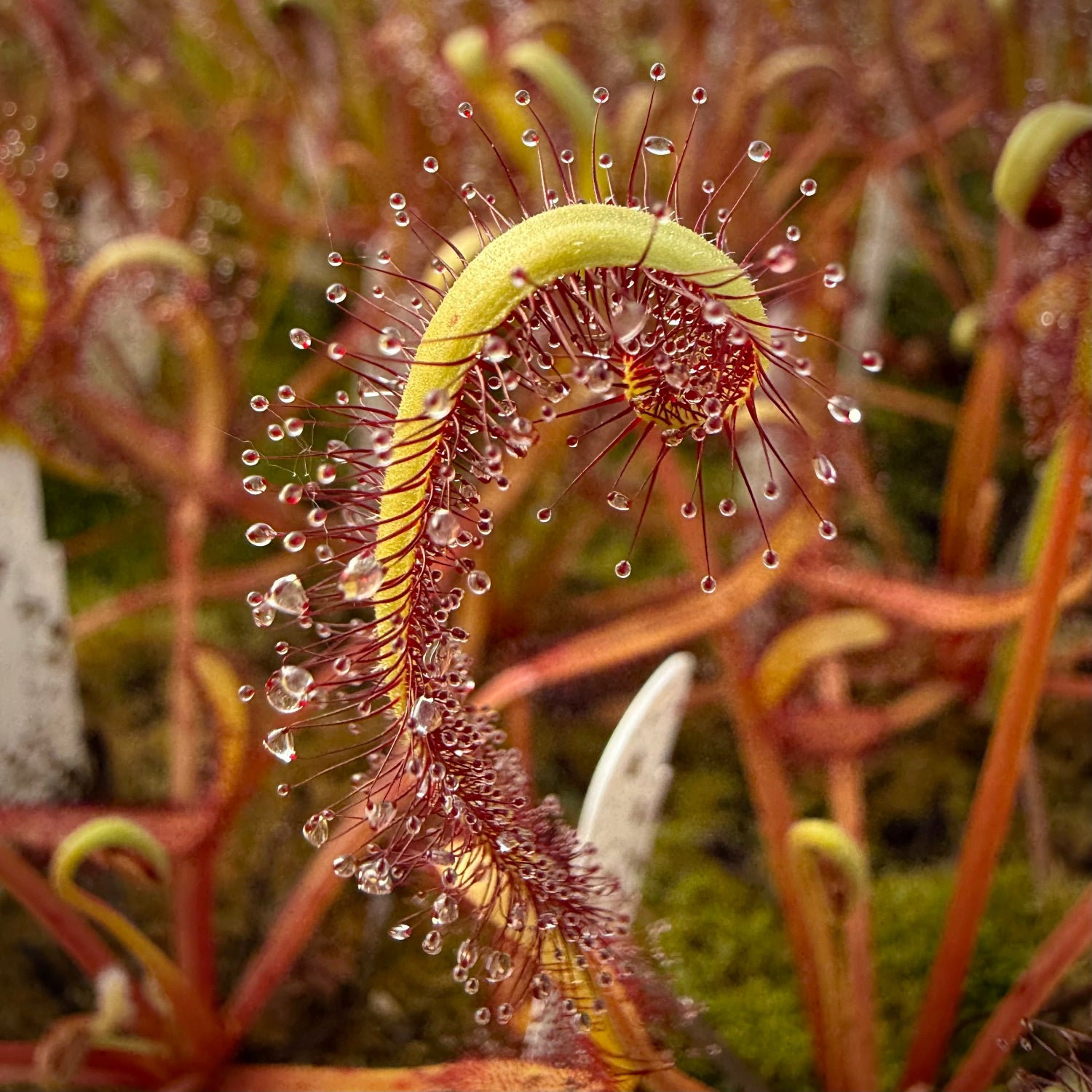 Drosera capensis Scylla Sundew