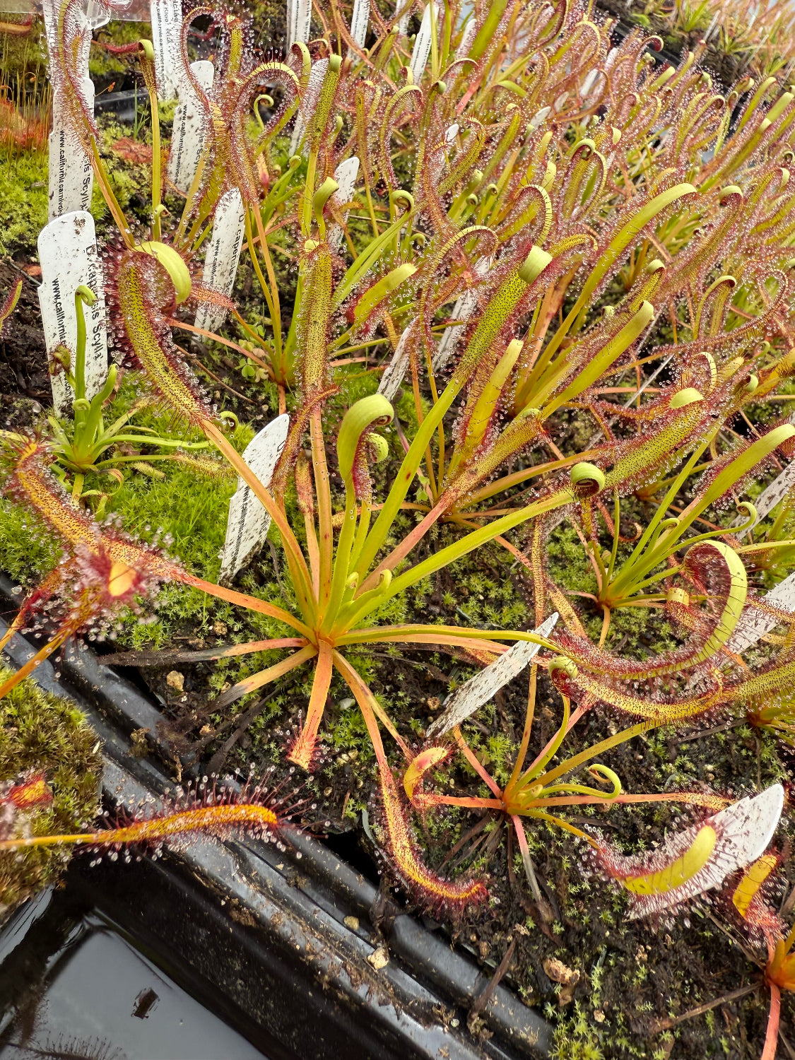 Drosera capensis Scylla Sundew