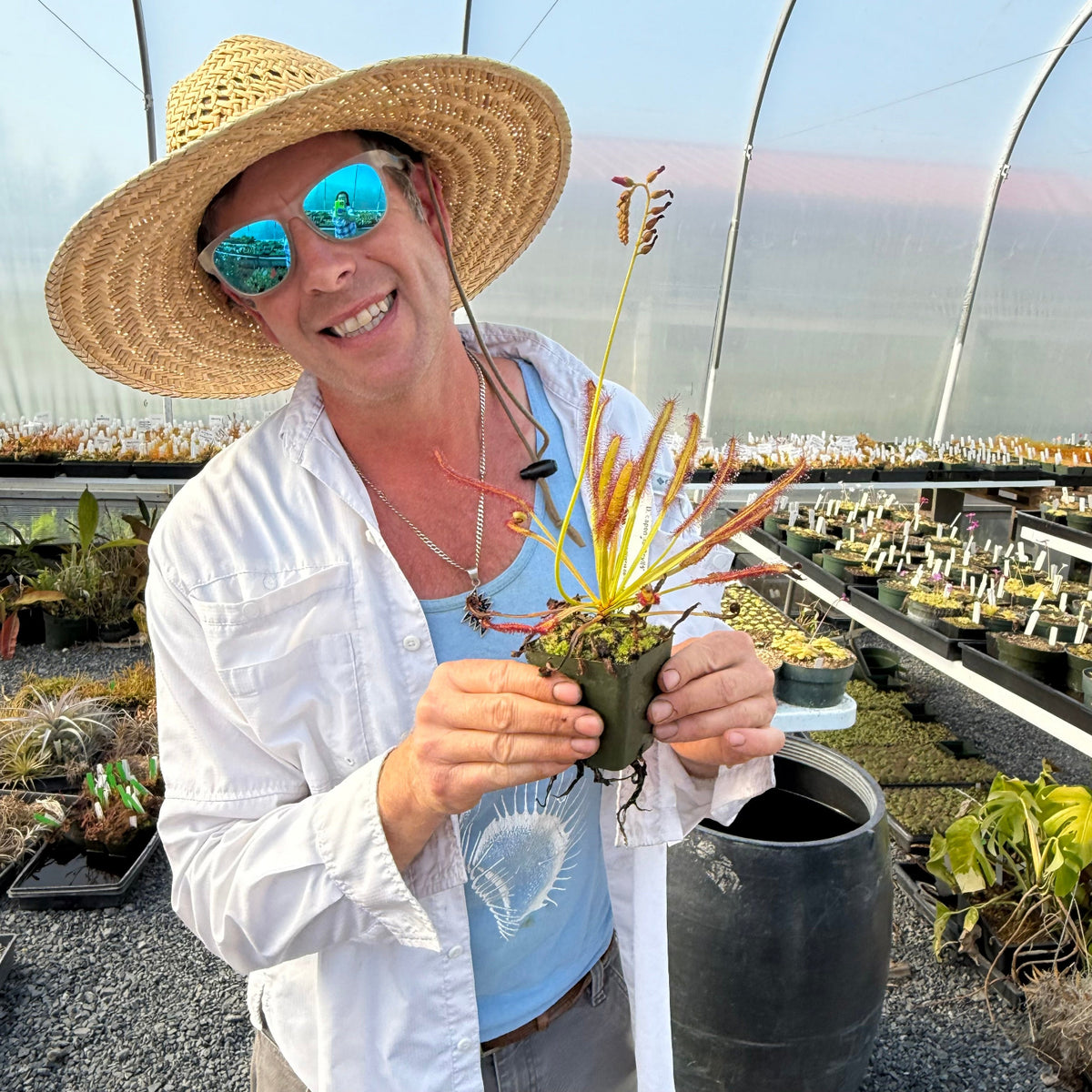 Drosera capensis Scylla Sundew