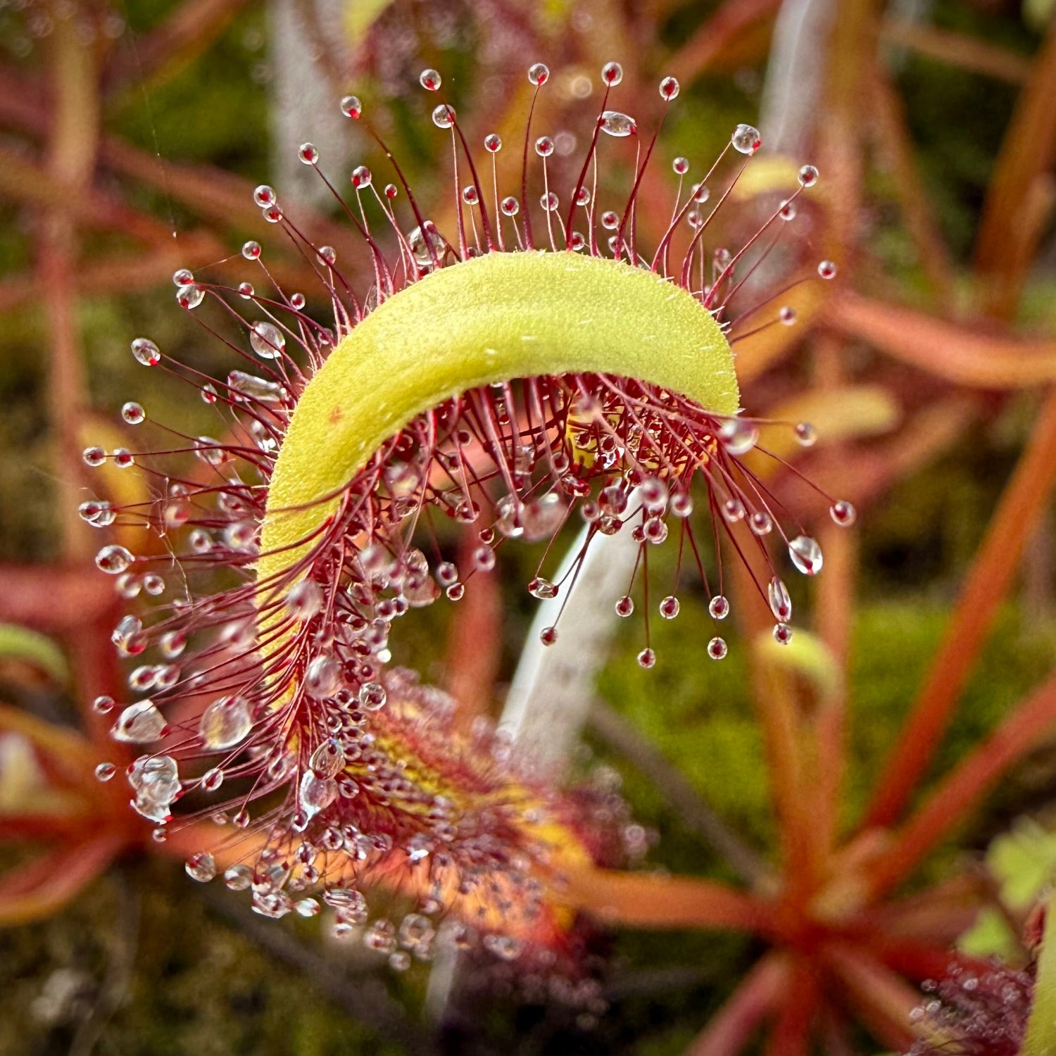 Drosera capensis Scylla Sundew