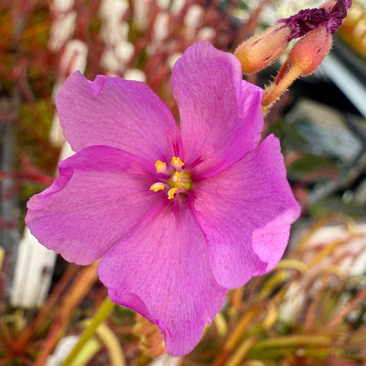 Drosera capensis Scylla Sundew