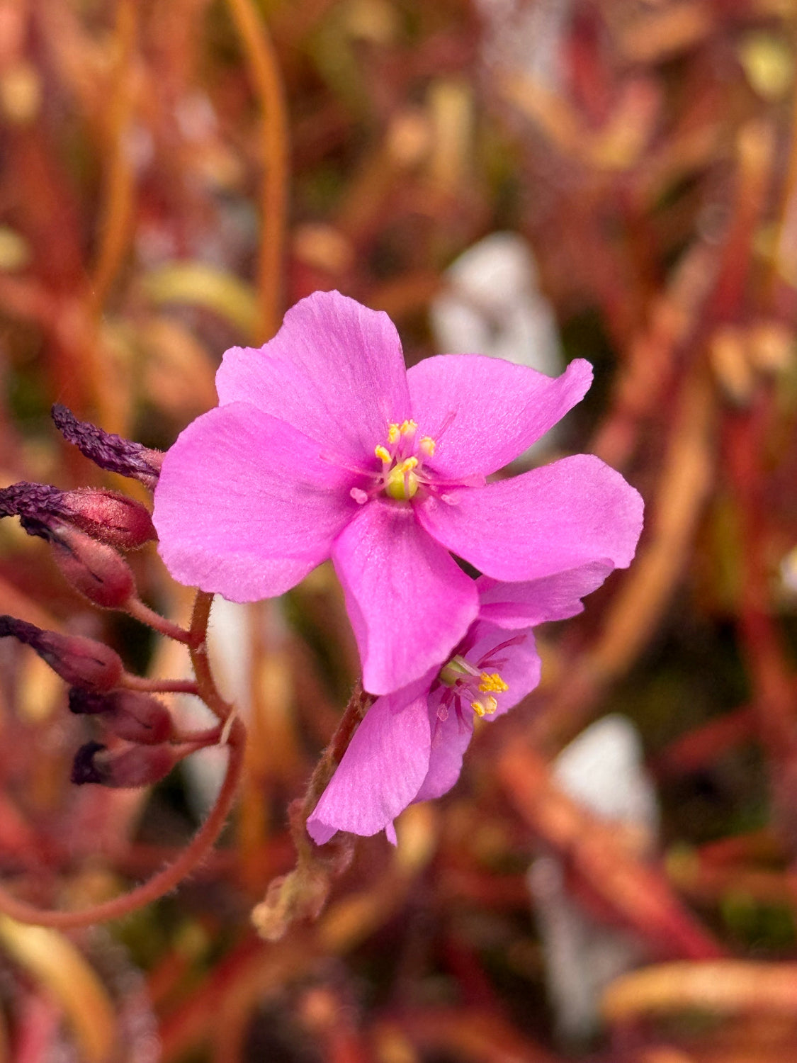 Drosera capensis Scylla Sundew