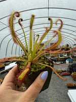 Drosera capensis Scylla Sundew