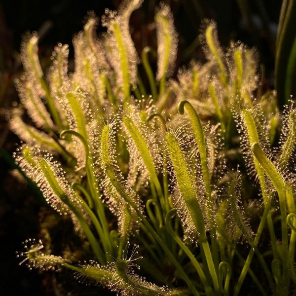 Close-up of Drosera capensis 'alba narrow leaf' sundew plant with white tentacles against a blurred green background.