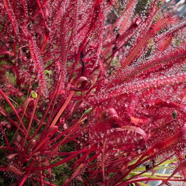 A close-up image of a potted Drosera capensis with bright red hair-like leaves, known as Cape Sundews, displaying their sticky dew.