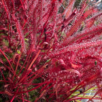 Drosera capensis narrow red leaf sundew