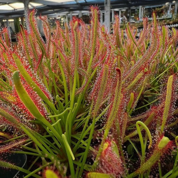 Cluster of Drosera capensis plants with red tentacles and green leaves, in full sunlight.