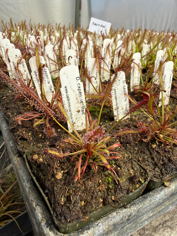 A close-up of a tray of Drosera in growing soil with handwritten white identification labels, photographed in a greenhouse setting.
