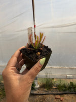 A hand holding a small potted sundew, inside a greenhouse with a translucent white plastic cover.