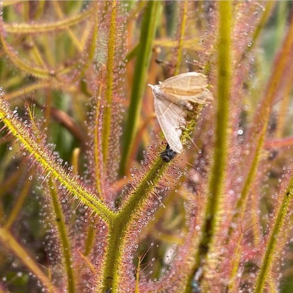 A close-up image of Drosera dichotoma 'Giant' with sticky dew on the leaves, showing bronze-colored leaves with pale tentacles.
