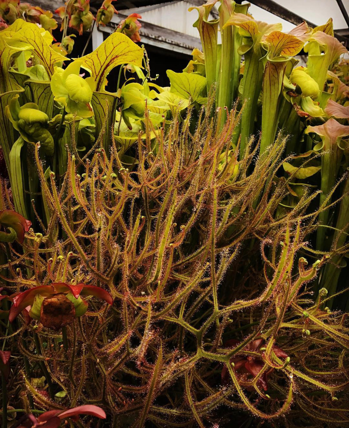 Drosera dichotoma Giant Sundew