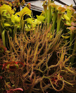 Drosera dichotoma Giant Sundew