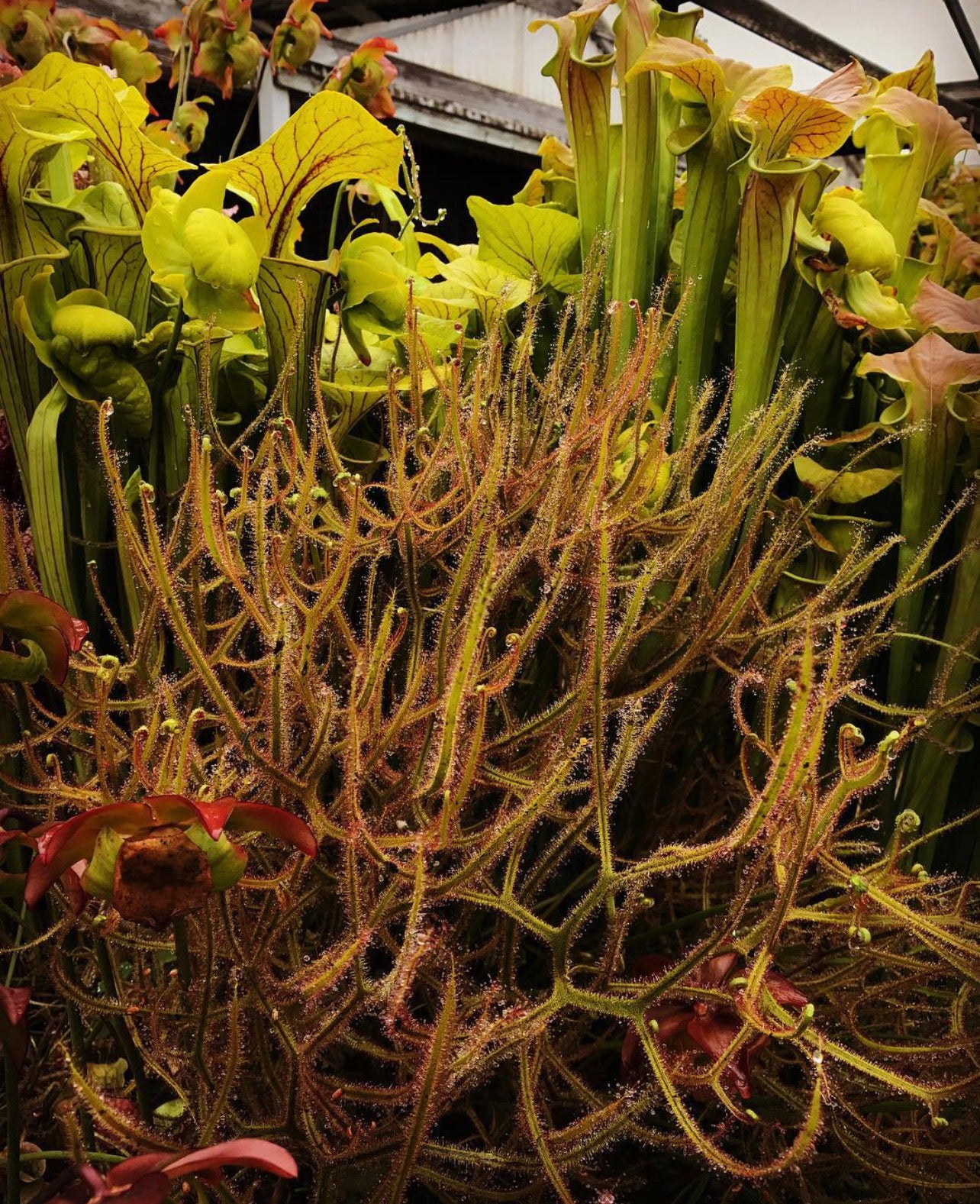 Drosera dichotoma Giant Sundew