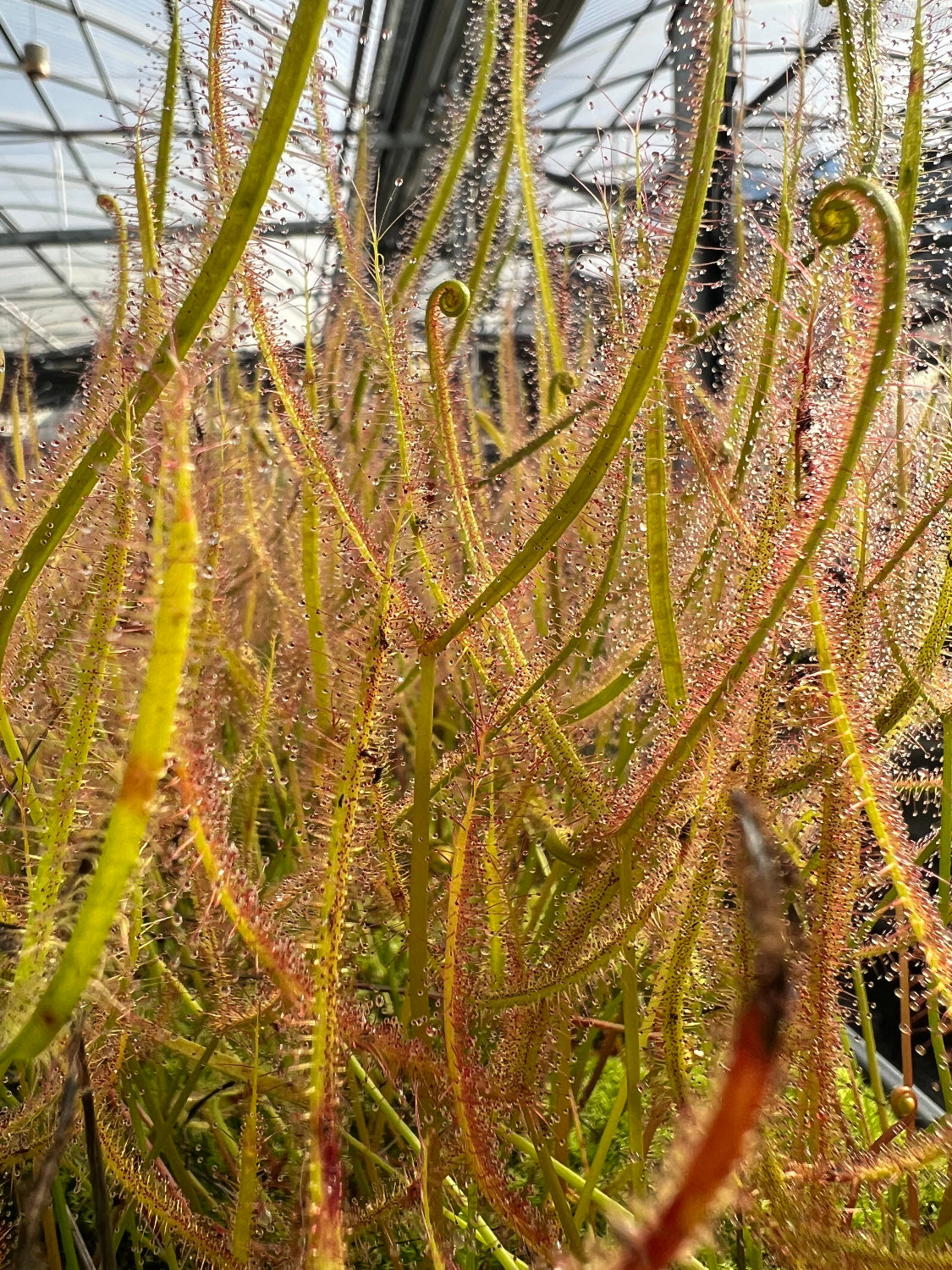 Drosera dichotoma Giant Sundew