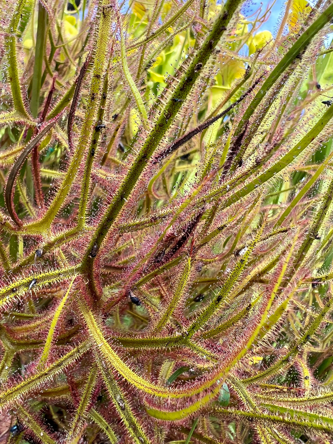 Drosera dichotoma Giant Sundew