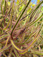 Drosera dichotoma Giant Sundew