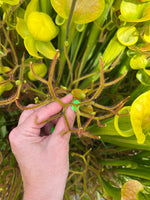 Drosera dichotoma Giant Sundew