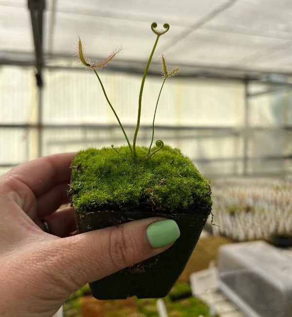 Close up of a hand holding a pot with three small green leaves