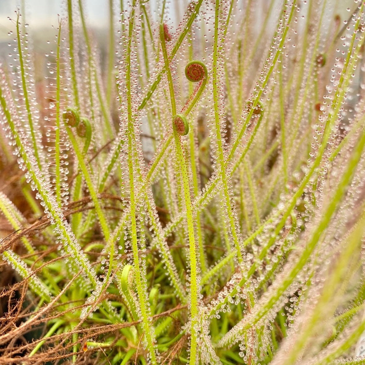 Drosera filiformis Florida Giant sundew