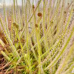 Drosera filiformis Florida Giant sundew