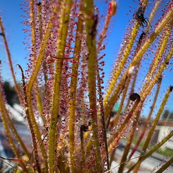 Close-up of a potted Drosera filiformis 'New Jersey' with dew-covered, thread-like leaves.