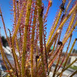 Drosera filiformis New Jersey Sundew
