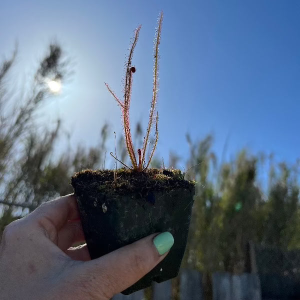 Hand holding a small potted plant against a blue sky background