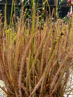 Drosera filiformis Old Dock, Columbus Co, NC