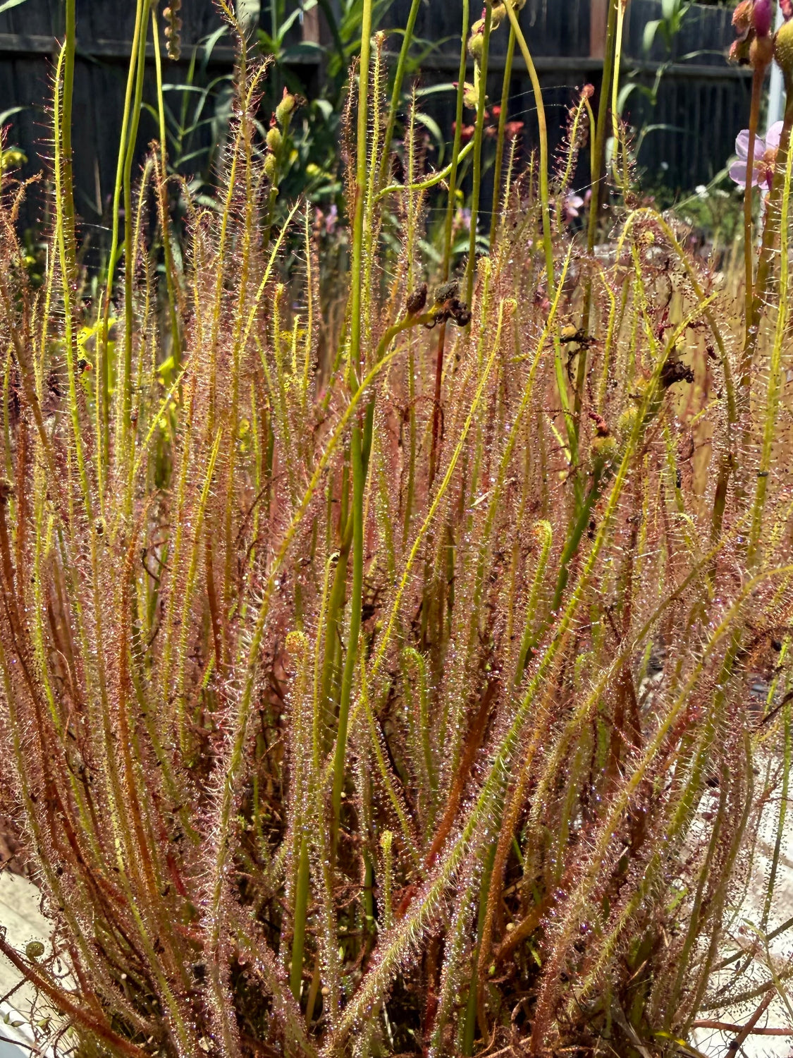 Drosera filiformis Old Dock, Columbus Co, NC