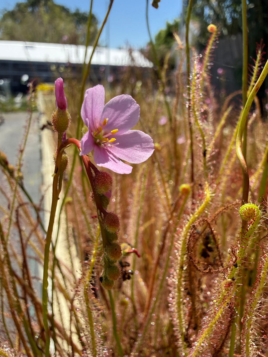 Drosera filiformis Old Dock, Columbus Co, NC